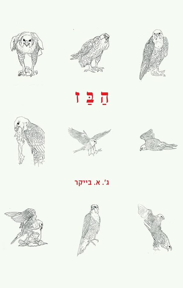 הבז