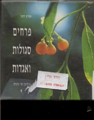 פרחים סגולות באגדות