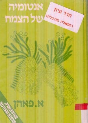 אנטומיה של הצמח