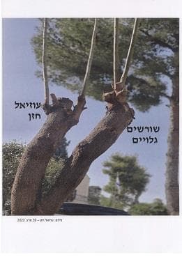 שורשים גלויים