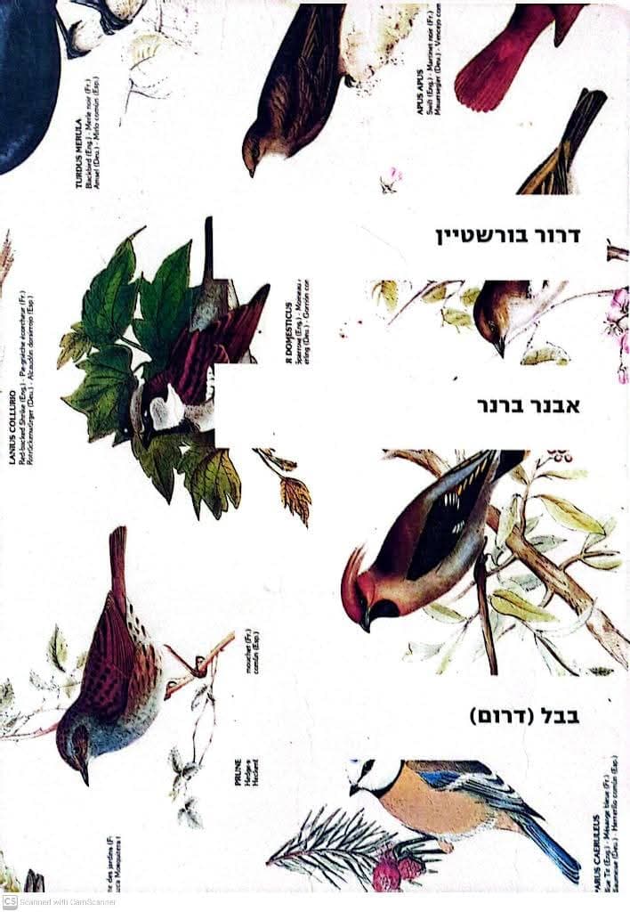 אבנר ברנר